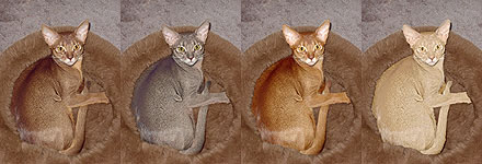4 colors of Abyssinian cats