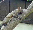 squirrel picture #01