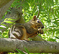 squirrel picture #02