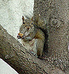 squirrel picture #04