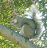 squirrel picture #03